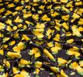 Шелковый атлас с яркими лимончиками на черном фоне #1