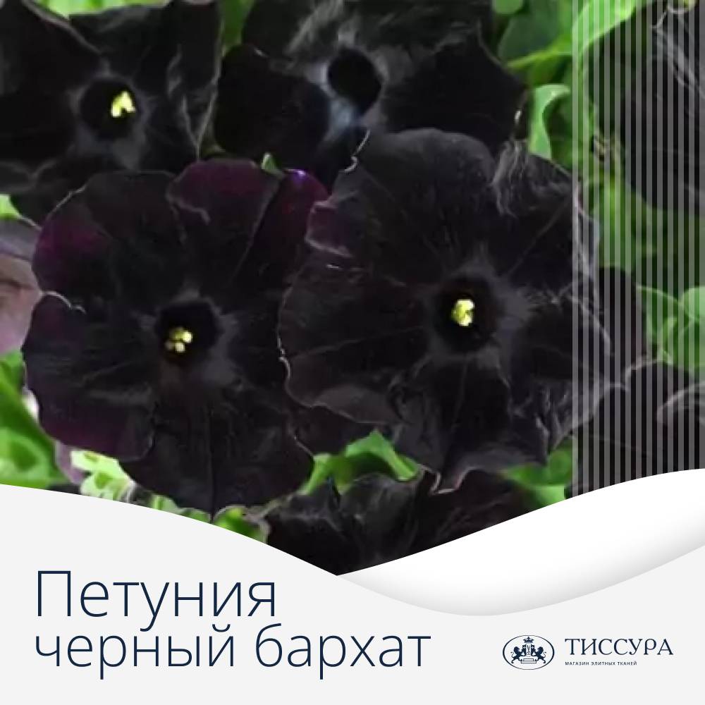 Логотип ''Петуния черный бархат'' Логотип ''Петуния черный бархат''